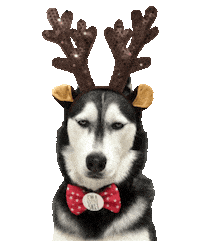 unimpressedhusky unimpressedhusky huskyreindeer Sticker