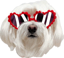 Love You Dog Sticker by HammyandBrody