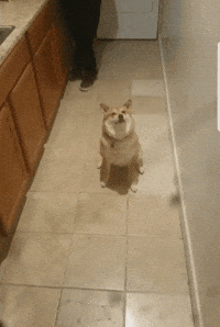 text send GIF