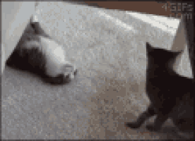 happy anniversary popular everyone sharing GIF
