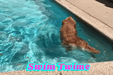 Best Friend Swimming GIF by NOSAM