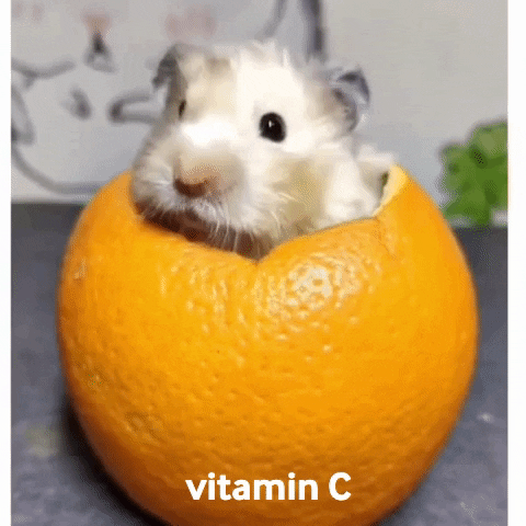 giphygifmaker orange mouse vitamin c GIF