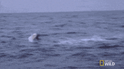 sharks GIF by Nat Geo Wild 