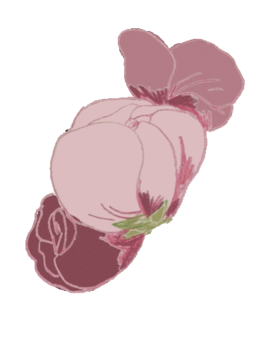 lucie_lev pink flower flowers rose Sticker