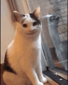 wewpet giphyupload wewpet GIF