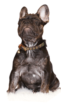 Happy Dog Sticker by City Color Cosmetics