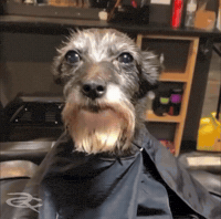 Haircut Fresh Cut GIF by Respective