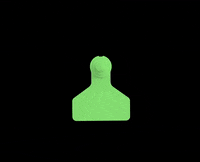 DatamarsLivestock tag goat pig sheep GIF