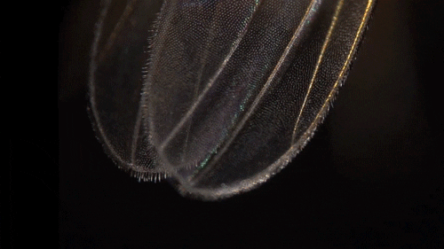 fruit fly bugs GIF by PBS Digital Studios
