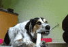 cat dog GIF