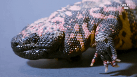 Gila Monster What GIF by Great Big Story