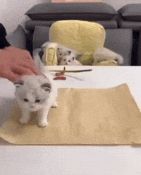 Cute Cat GIF