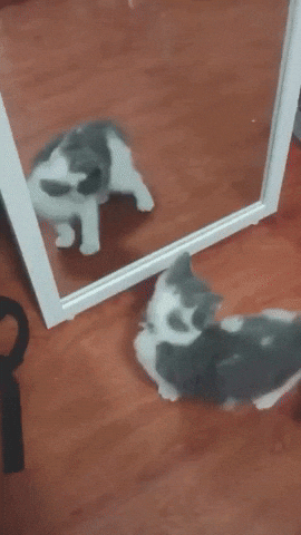 Video gif. Grey and white kitten watches itself in a mirror, standing up on its hind legs and waving its front paws, then scooting its butt toward the mirror.