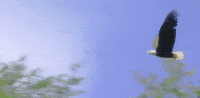 south carolina GIF