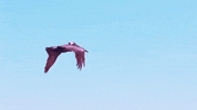 south carolina GIF