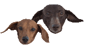 dogs dachshund Sticker by beangoods