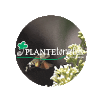 Logo Sticker by Plantetorvet.dk