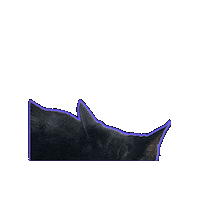 Tired Black Cat Sticker by Rod Kim