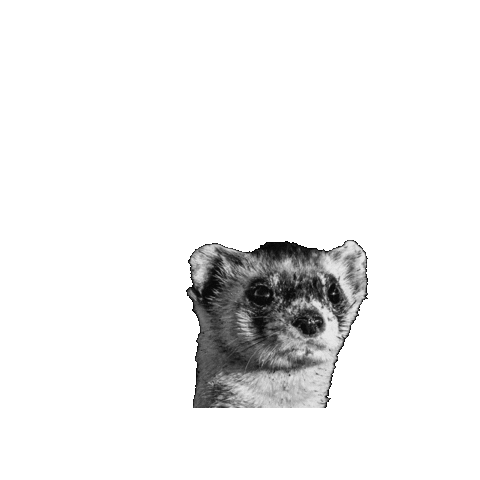 DefendersofWildlife animals wildlife esa ferret Sticker