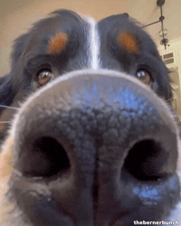 Bernese Mountain Dog Weller GIF