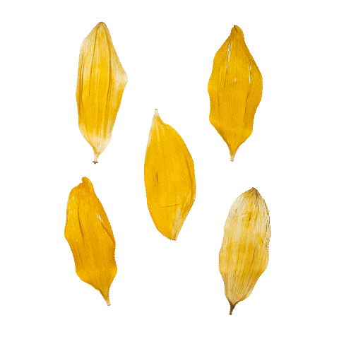 Flower Nestle Sticker by pureencapsulations_de