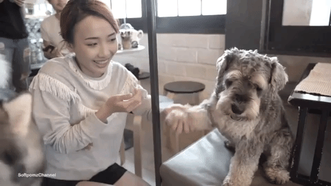 softpomz ok GIF