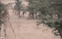GIF by Rant