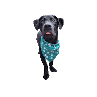 Black Dog Tongue Out Sticker by Geekster Pets