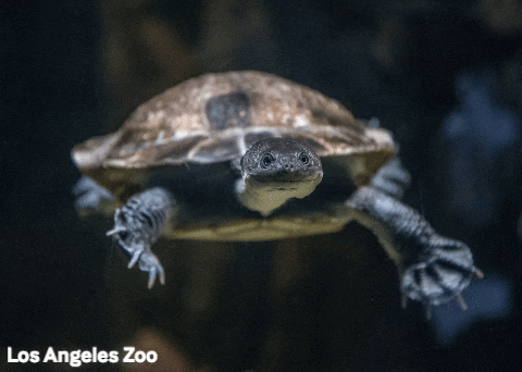 Los Angeles Zoo Dance GIF by Los Angeles Zoo and Botanical Gardens
