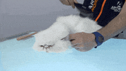 Dogs Stripping GIF by Artero Professional Line