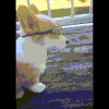GIF by Giphy QA