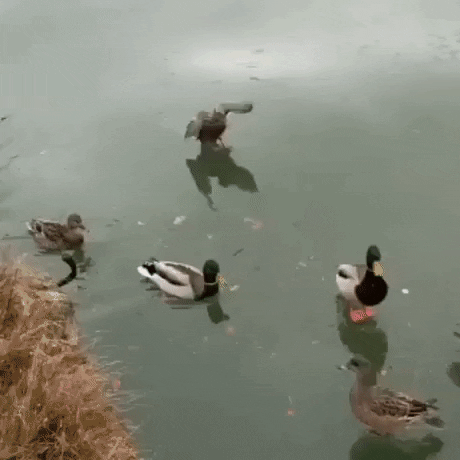 BaklolGifs giphyupload gifvif ducks on ice GIF