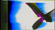 Video Art GIF by cskonopka