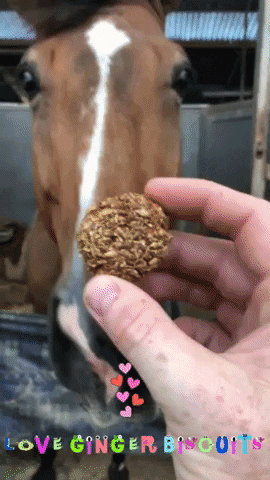 GingerBiscuits giphyupload horse cookie snacks GIF
