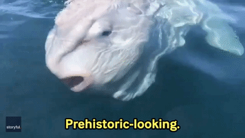 'Prehistoric Looking': Huge Ocean Sunfish