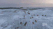 winter drone GIF by CBC