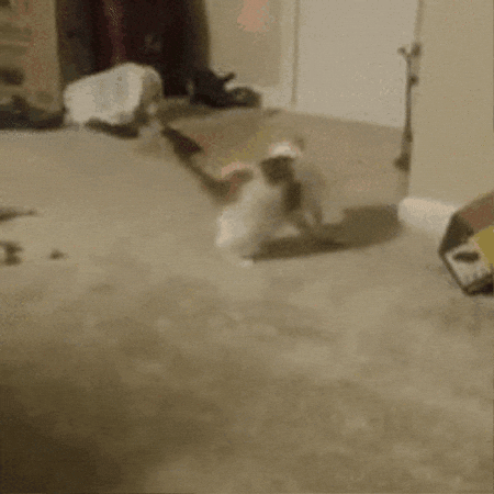 aleoxth giphygifmaker GIF
