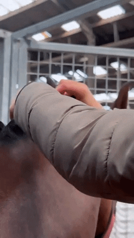 HES-TEC dressage quick knot horse plaiting horse braiding GIF
