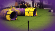 dog GIF by Westminster Kennel Club