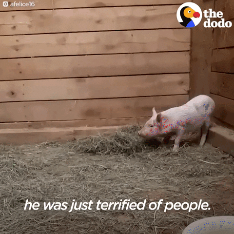 pig GIF by The Dodo
