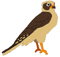Bird Brazil Sticker by VJ Suave