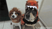 Dog Halloween GIF