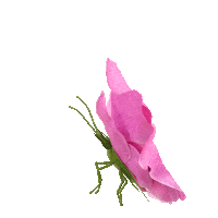 Jurlique art nature artist rose Sticker