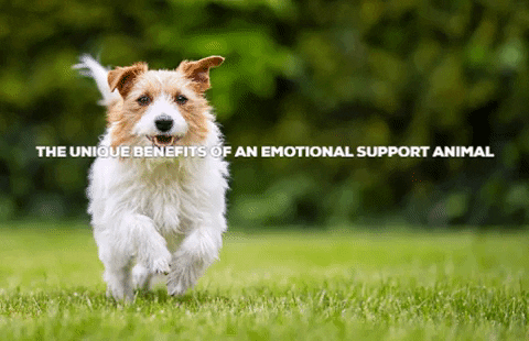 esaletteronline giphygifmaker service dog emotional support animal letter esa certification GIF