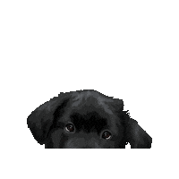 Hastingspp Sticker by Pickle's Pawtraits