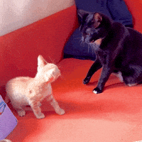 Black Cat Cats GIF by Carly Berry