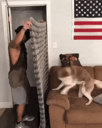 Playing Hide And Seek GIF by JustViral.Net