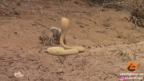 cuteanimalland giphyupload GIF