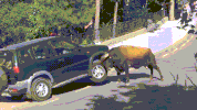 mess bull GIF