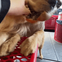 Hungry Golden Retriever GIF